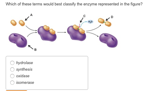 Solved Which of these terms would best classify the enzyme | Chegg.com