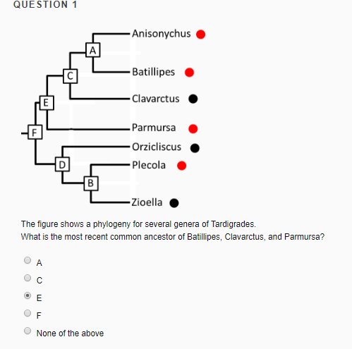 Solved The Figure Shows A Phylogeny For Several Genera Of 