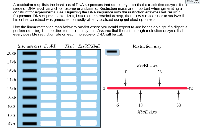 solved-a-restriction-map-lists-the-locations-of-dna-chegg