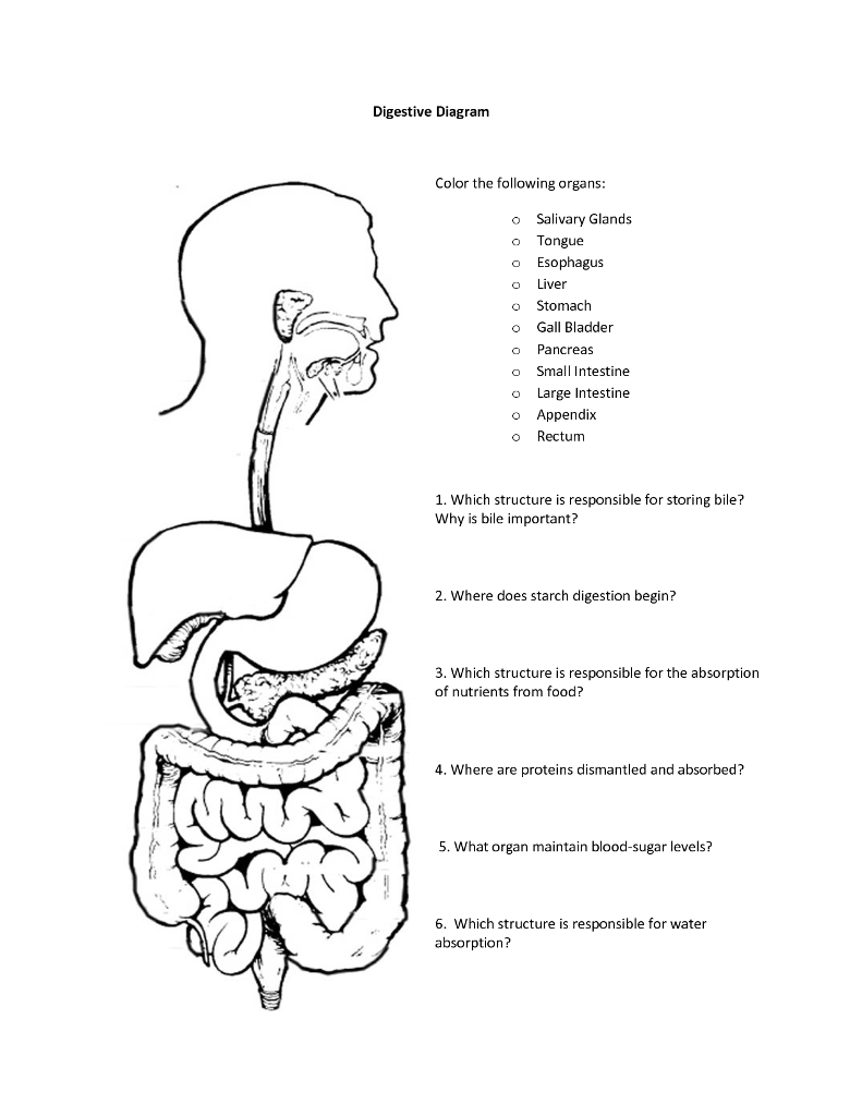 Solved: Color The Following Organs: Salivary Glands Tongue... | Chegg.com