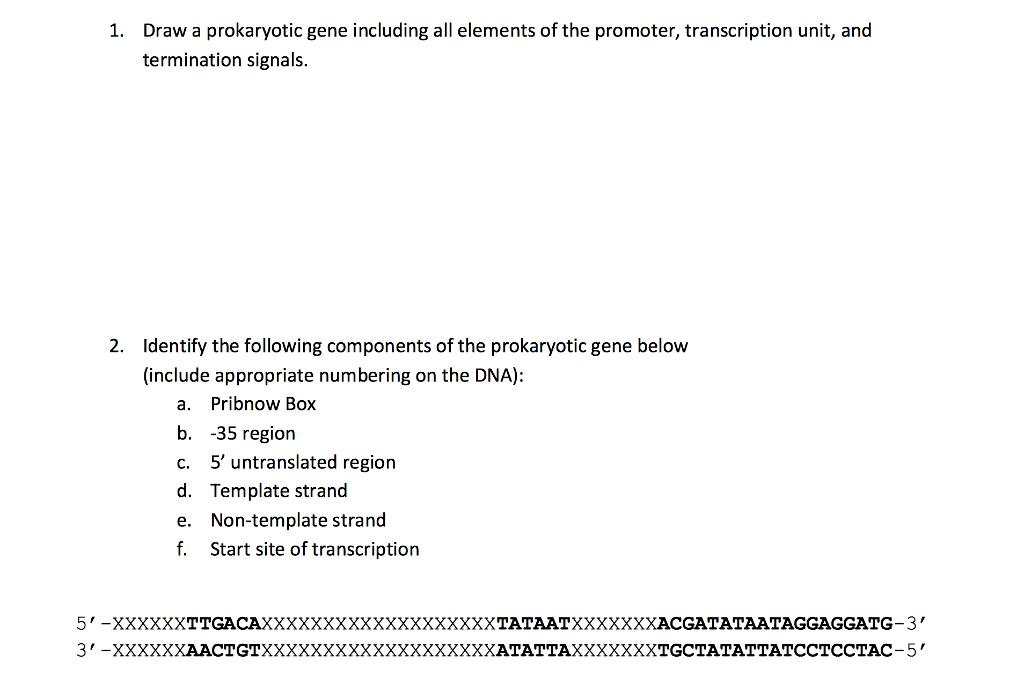 Solved 1. Draw a prokaryotic gene including all elements of | Chegg.com