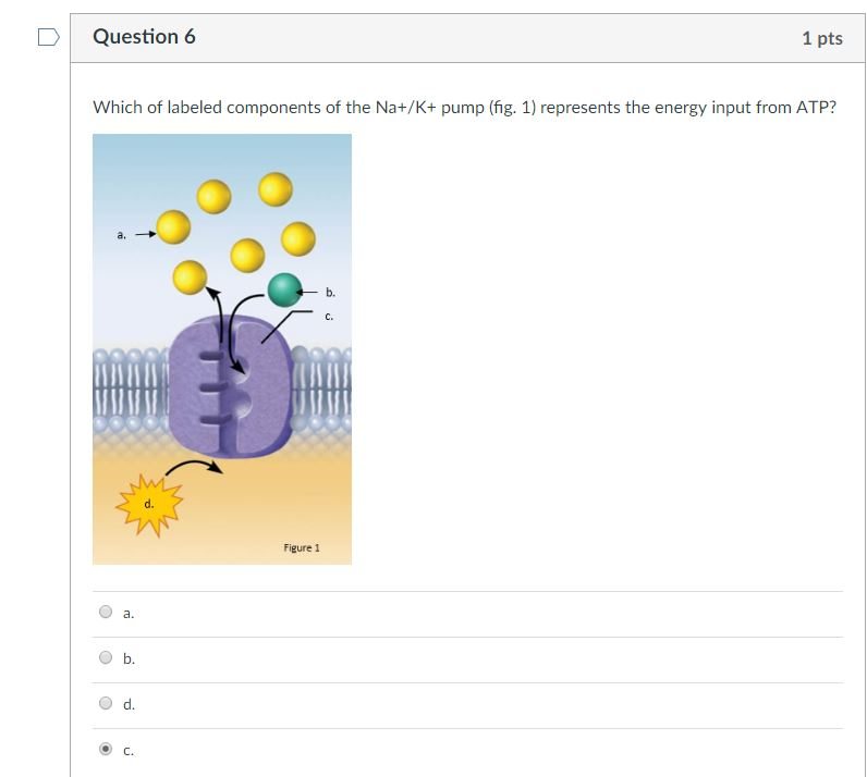 Solved D Question 6 1 pts Which of labeled components of the | Chegg.com