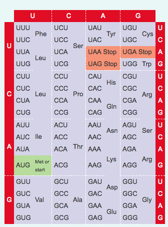 Solved UCU UGU UAU UAC UAA Stop UGA Stop UAG Stop UGG Trp | Chegg.com