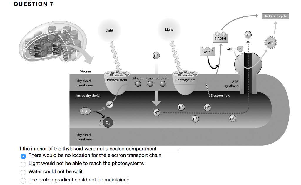 solved-question-7-to-calvin-cycle-light-light-nadph-atp-adpp-chegg