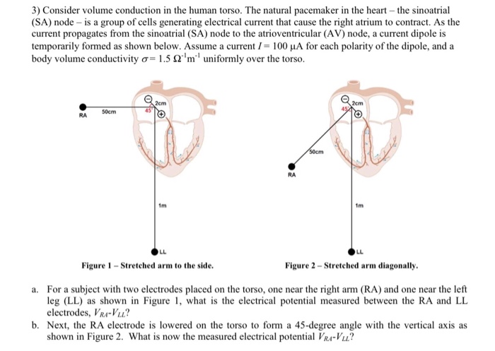 Solved Consider volume conduction in the human torso. The | Chegg.com