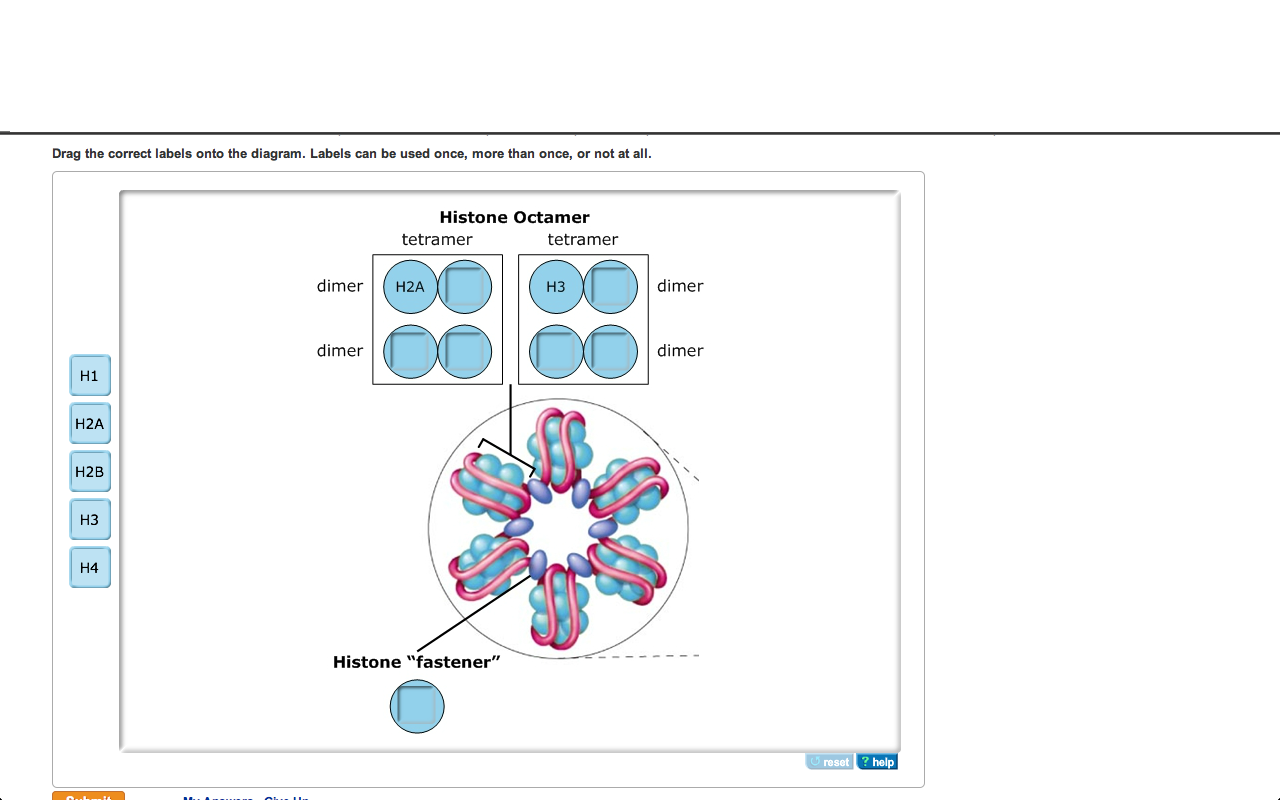 Solved Drag The Correct Labels Onto The Diagram Labels Can Chegg Solved Drag The Correct Labels Onto The Diagram Labels Can Chegg