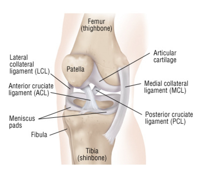 Solved The human knee is composed of three main bones, the | Chegg.com