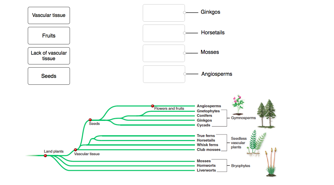 solved-vascular-tissue-fruits-lack-of-vascular-tissue-seeds-chegg