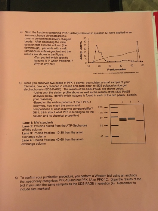 Solved As a new student in a biochemistry research lab, your | Chegg.com