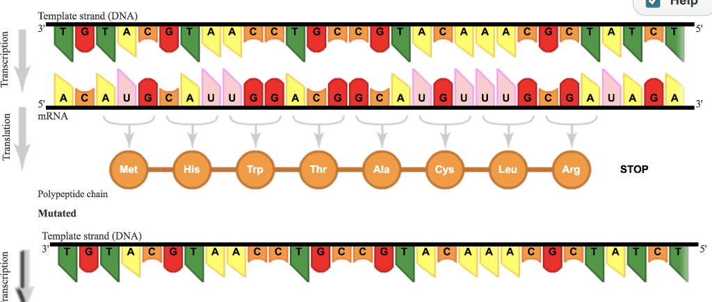 Solved Use the mutations interactive to determine which of | Chegg.com