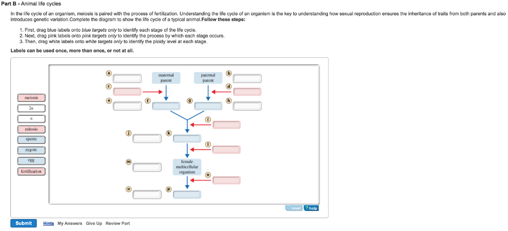 Solved This diagram shows a diploid nucleus (2n-8) in which | Chegg.com