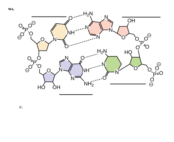 Dinucleotide Structure