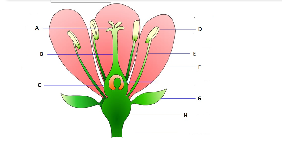 Solved The evolution of gymnosperms brought forth two | Chegg.com