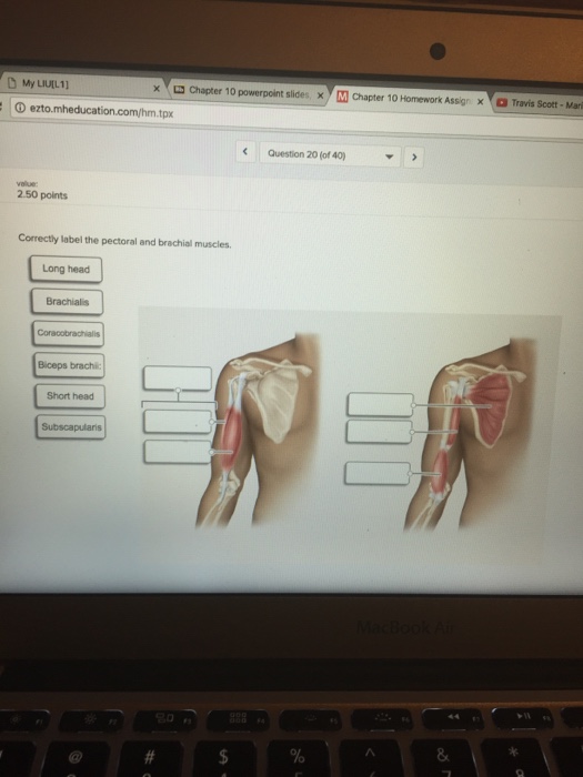 Solved Correctly label the pectoral and brachial muscles. | Chegg.com