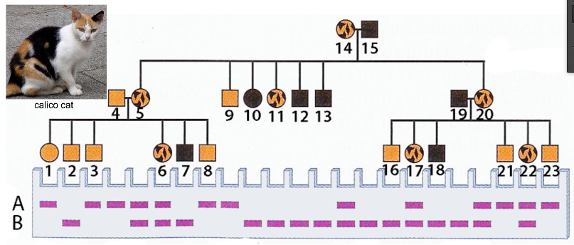 Domestic cat family outlet tree