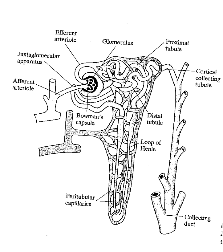 Solved The renal tubules in your kidney are not straight. | Chegg.com