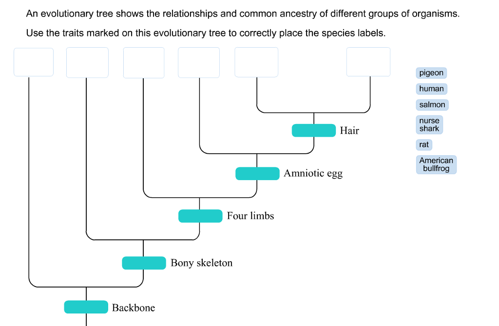 what does evolutionary tree show