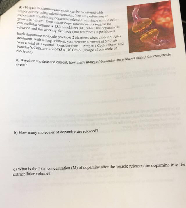 Solved 5 10 pts dopamine exocytosis can be monitored with chegg