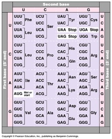 Solved (Template strand) 5’ - AGA GGC GAC ACA CTT | Chegg.com