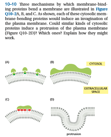 Solved Three Mechanisms By Which Membrane-binding Proteins | Chegg.com