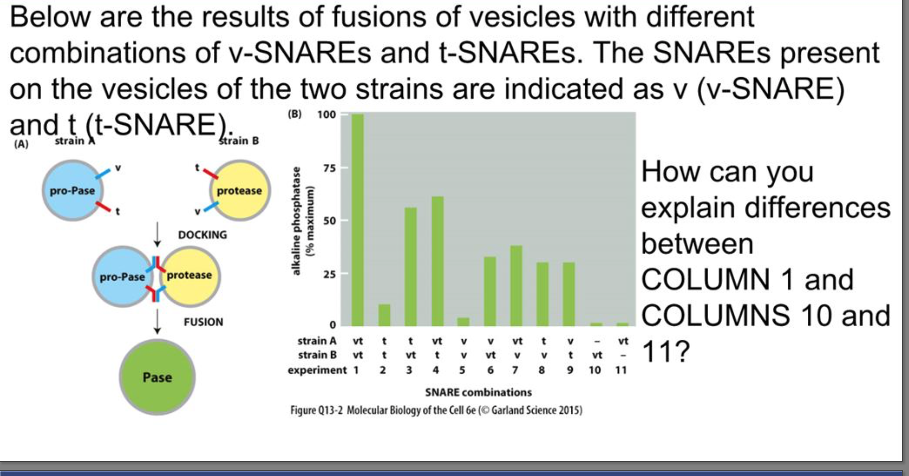Below are the results of fusions of vesicles with