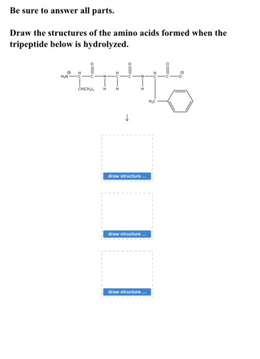 Solved Draw the structures of the amino acids formed when | Chegg.com