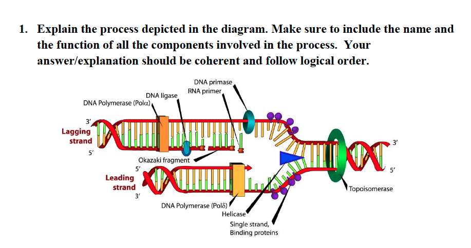 Solved Explain the process depicted in the diagram. Make | Chegg.com