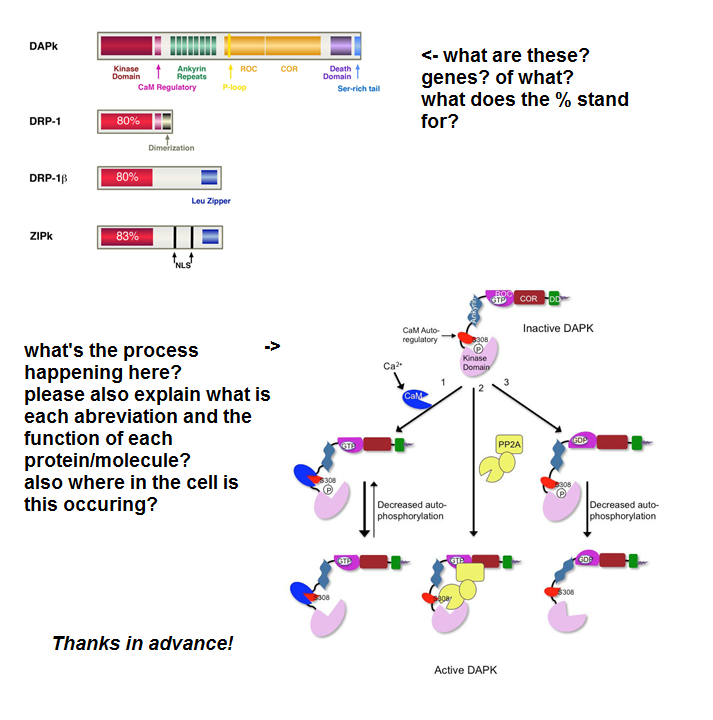 Solved DAPk -what are these? genes? of what? what does the % | Chegg.com