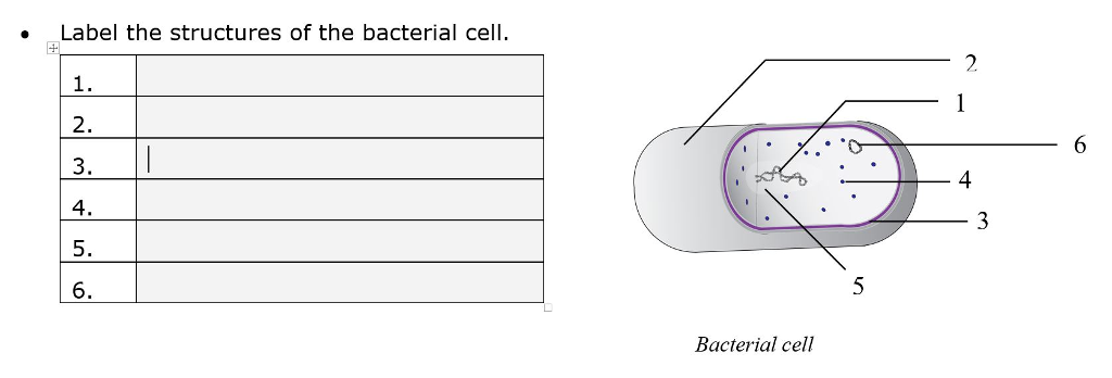 34 Label A Bacterial Cell - Labels Database 2020