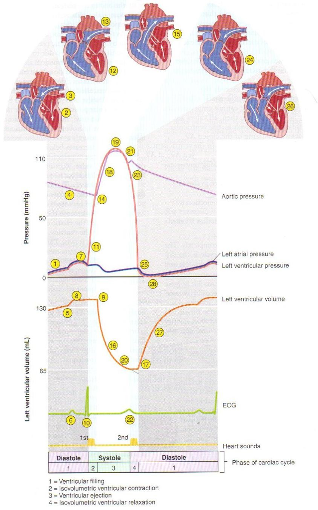 Solved Using the cardiac cycle diagram provided above, | Chegg.com