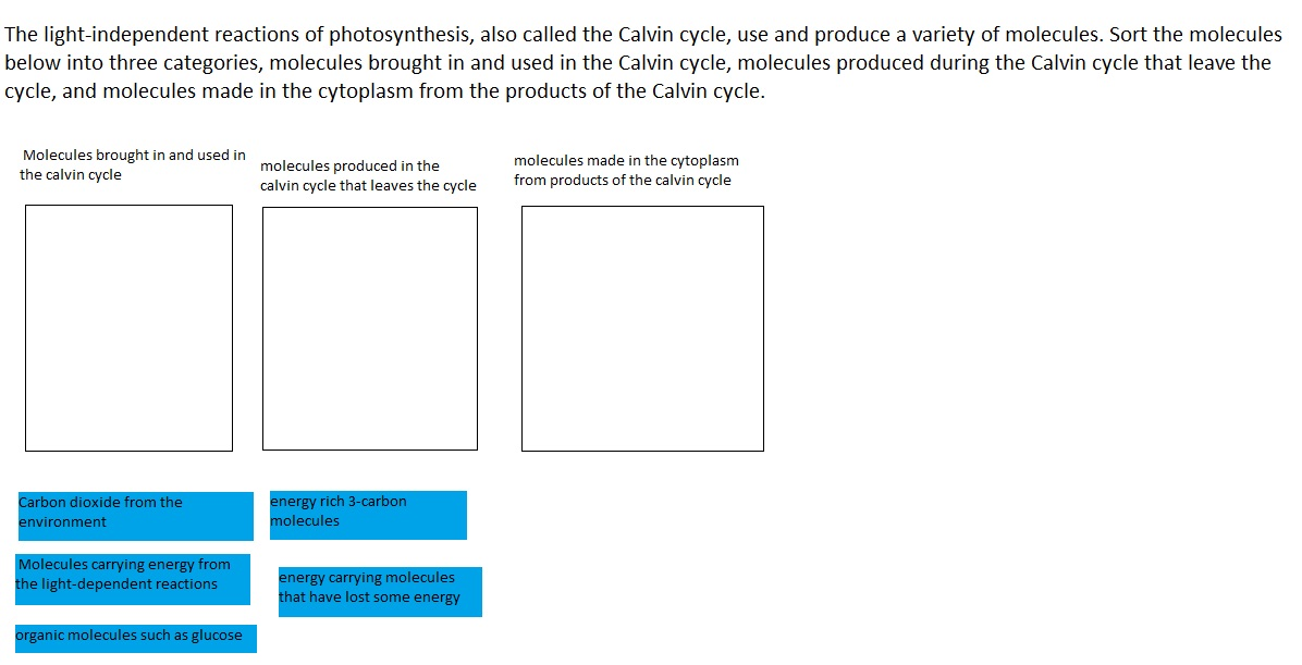 What Is Needed For The Light Dependent Reactions Of Photosynthesis To Take Place