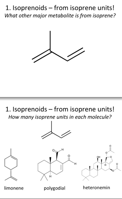 Isoprene Units