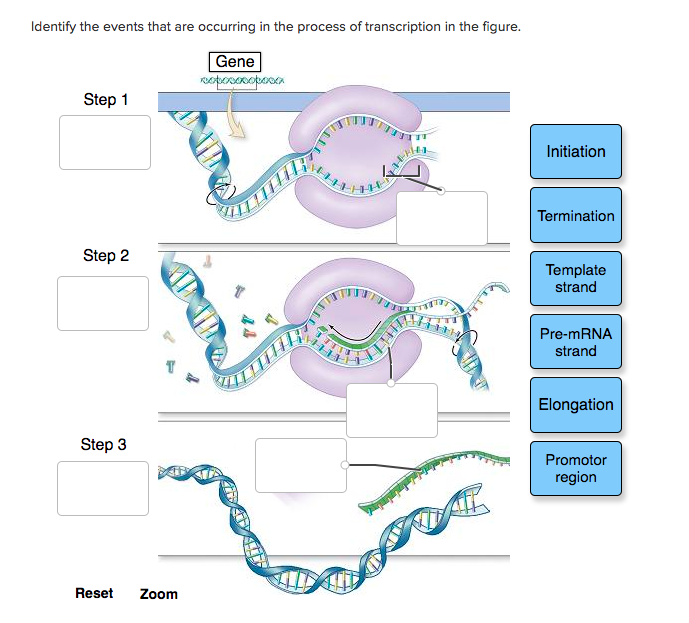 Solved Identify the events that are occurring in the process | Chegg.com