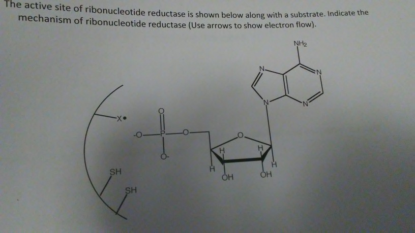 Solved The active site of ribonucleotide reductase is shown | Chegg.com