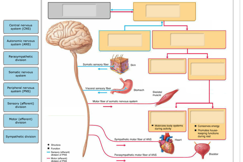 somatic nervous system vs autonomic nervous system