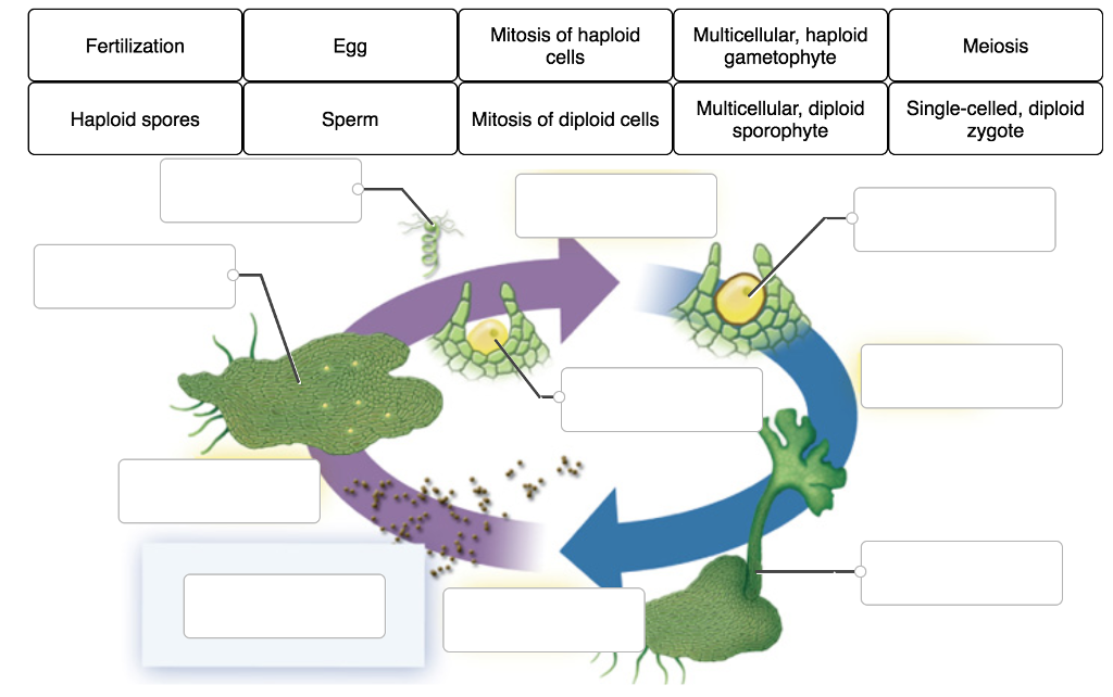 Life Cycle Of A Plant Diagram