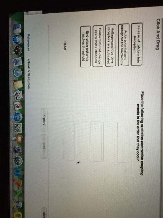 Solved Place the following excitationcontraction coupling
