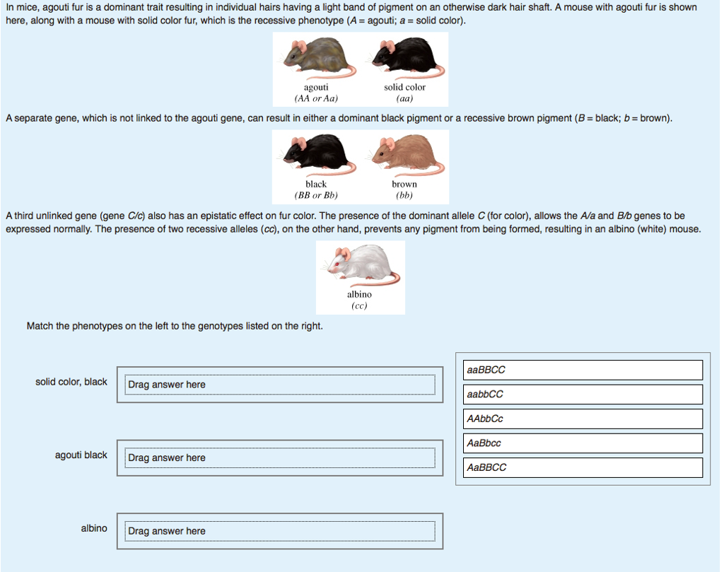 Solved In mice, agouti fur is a dominant trait resulting in
