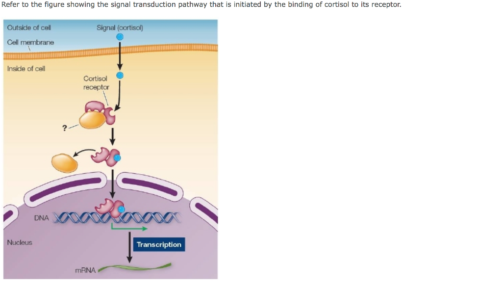 Solved Refer to the figure showing the signal transduction | Chegg.com