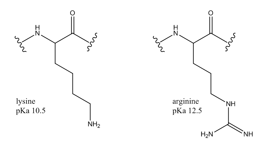 Solved The Side Chain Of The Amino Acid Arginine Is A 1207