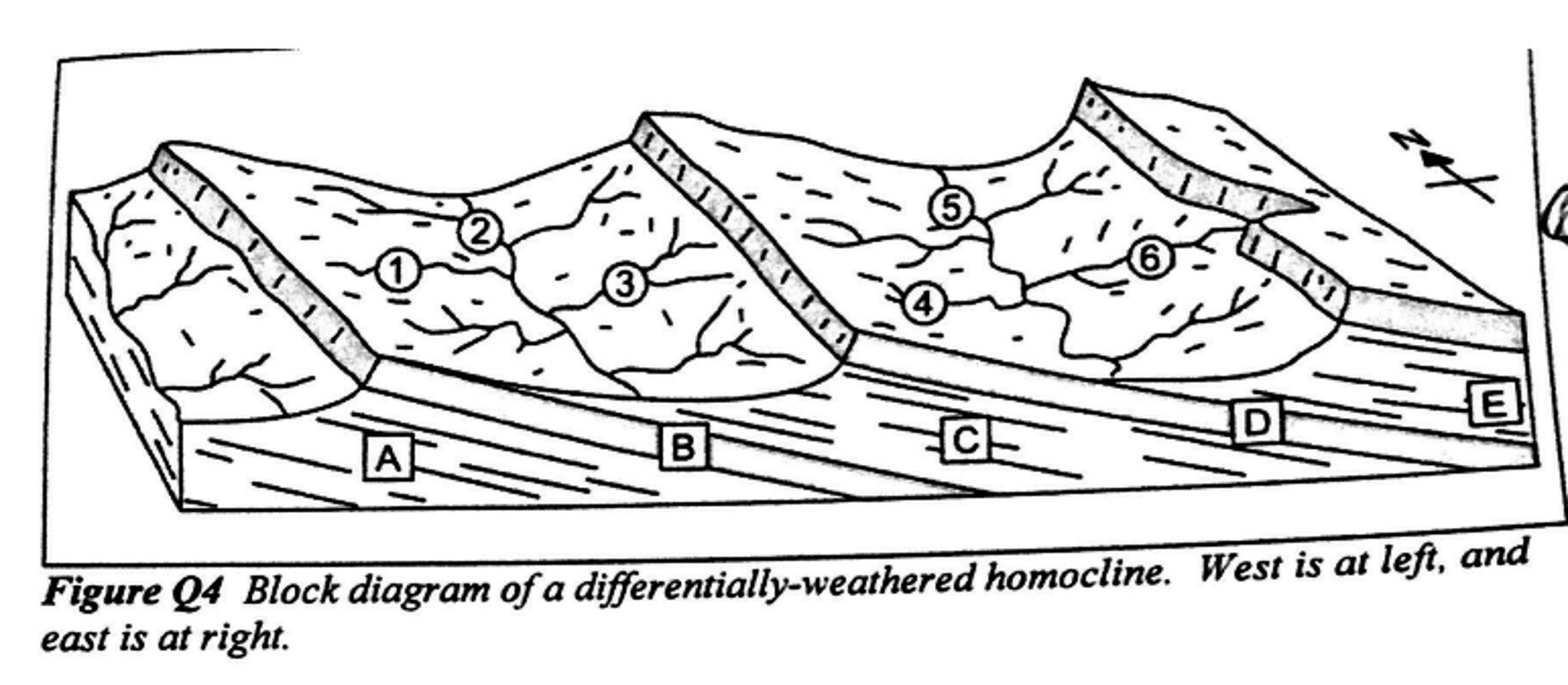 Homocline