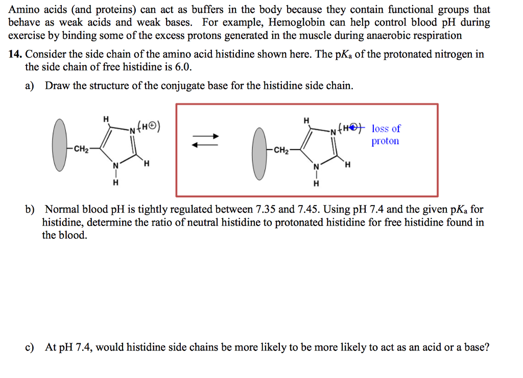 Certain Proteins Act as Buffers in the Blood RowangroBoone