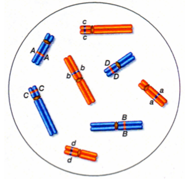 solved-consider-the-following-diploid-cell-in-which-2n-8-chegg