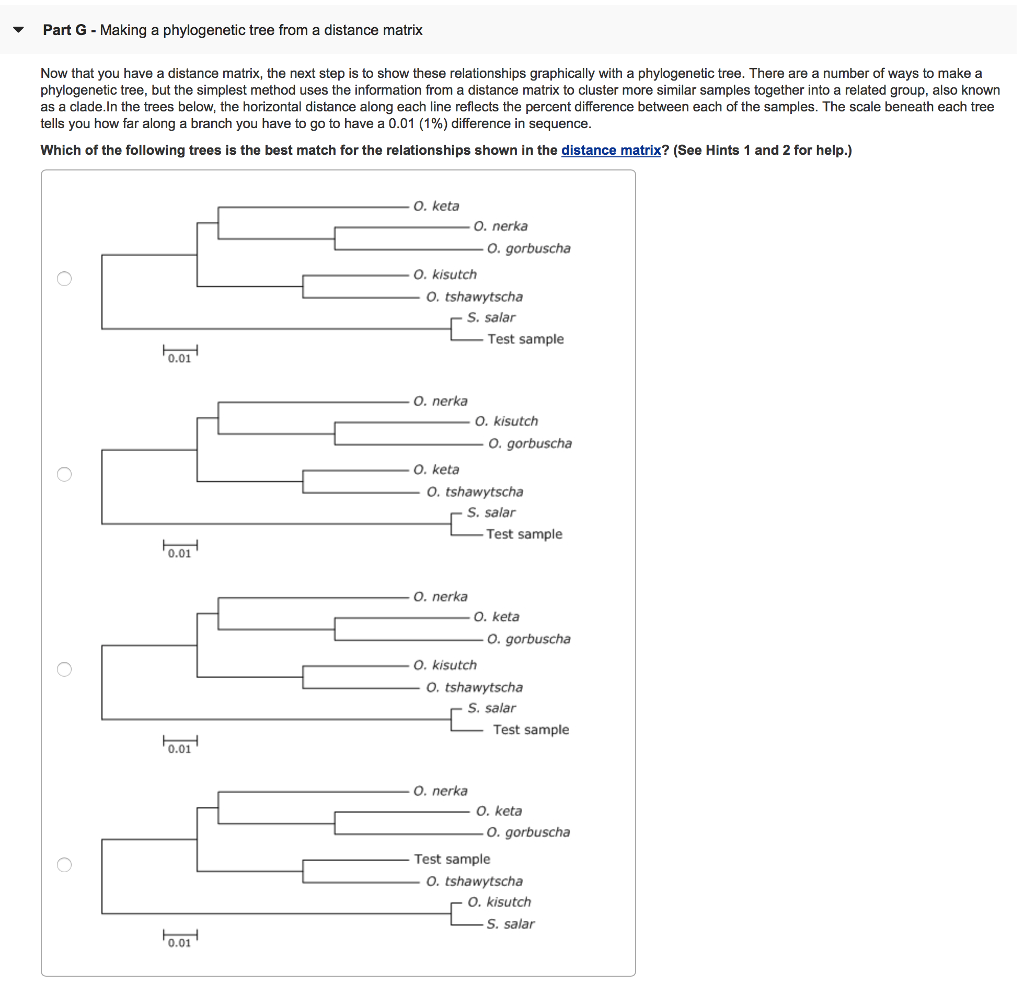making a phylogenetic tree