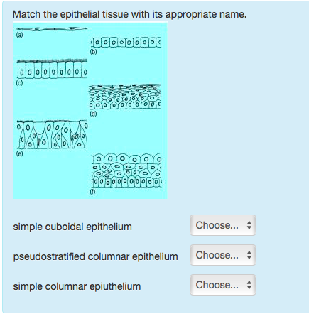 Solved stratum corneum Choose stratum spinosum Choose | Chegg.com