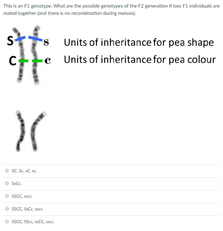 Solved This is an F1 genotype. The S allele produces round | Chegg.com