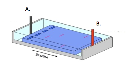 Solved The Figure Below Illustrates The Gel Electrophoresis | Chegg.com