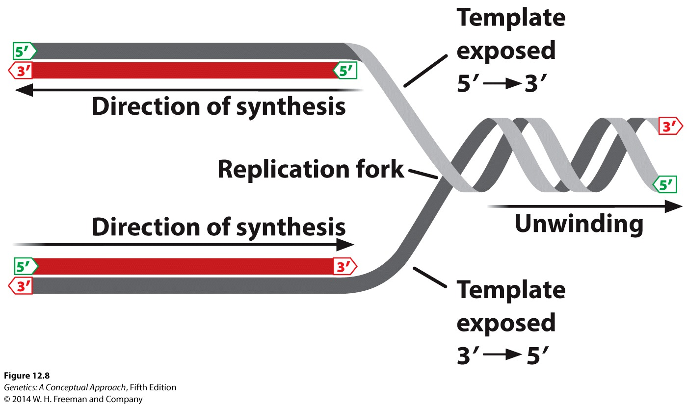 Solved In Figure 12.8, which is the leading strand and which | Chegg.com