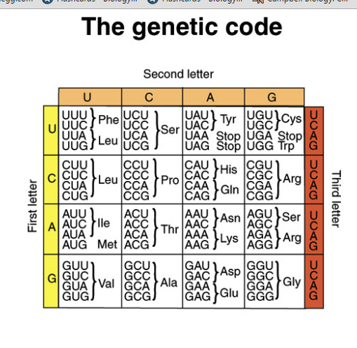 Solved The following sequence represents a eukaryotic gene | Chegg.com