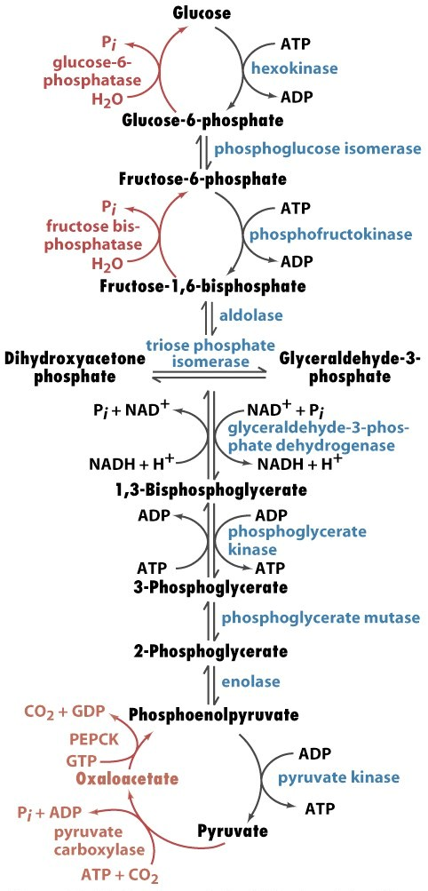 Solved Gluconeogenesis Describe in your own words using | Chegg.com